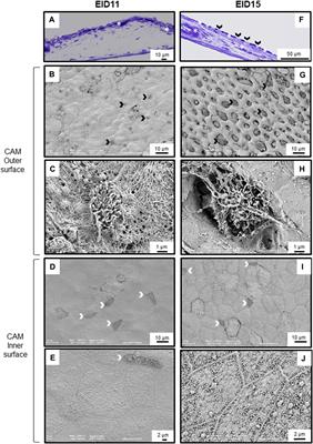 Concomitant Morphological Modifications of the Avian Eggshell, Eggshell Membranes and the Chorioallantoic Membrane During Embryonic Development